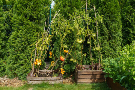Small home organic tomato cultivation in wooden crates naturally fertilized