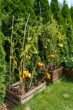 Small home organic tomato farm in wooden boxes naturally fertilized