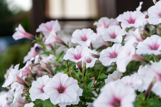 White petunia Supertunia Vista Silverberry flowers closeup in the garden.