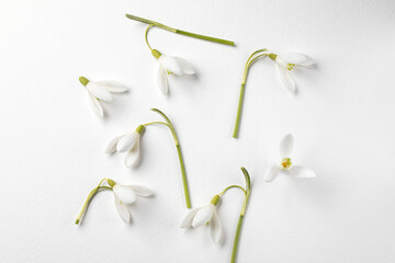 Set of snowdrops flowers on white background. Snowdrops layout on white paper. Spring flower concept. 