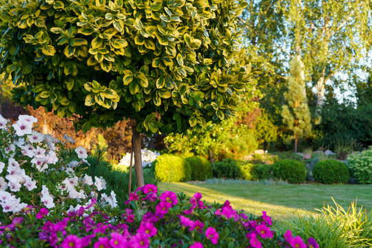 Wintercreeper Euonymus fortunei Emerald Gold tree close up with colorful flowers under it