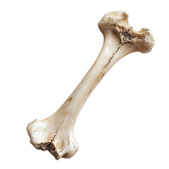 Fototapeta premium Radius Bone on white background