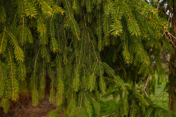 Close-up photo showing dense branches of a coniferous tree
