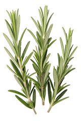 Fototapeta premium rosemary isolated on white background