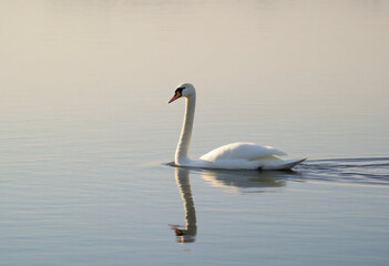 Naklejka premium Um cisne nadando no lago.