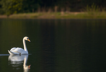 Fototapeta premium Lago com um cisne nadando.