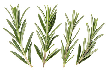 Obraz premium rosemary isolated on white background