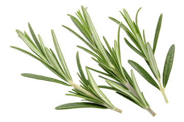 Obraz premium rosemary isolated on white background