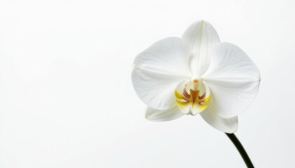 Obraz premium Single, pristine white orchid blossom on stark white, still life, macro