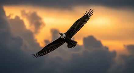 Majestic bird of prey soaring in sunset sky