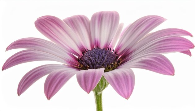 Elegant purple/pink African Daisy (Osteospermum) macro, isolated on white. High-key floral design. Excellent for graphic design, gardening catalogs, and spring/summer seasonal themes.