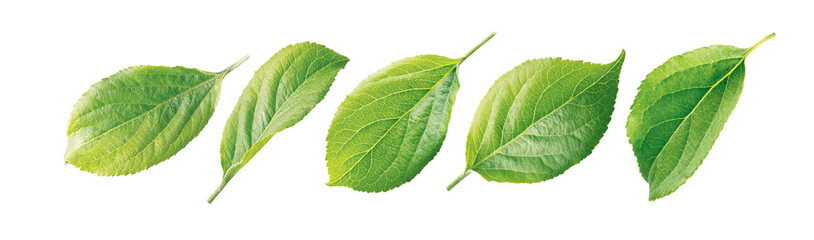 Apple leaf. Set of apple leaves isolated on a white background.
