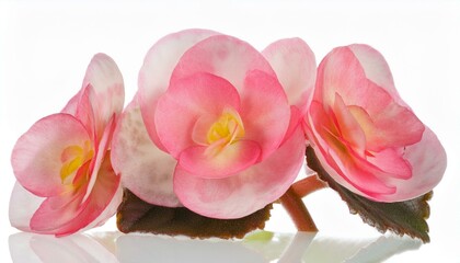 Tuberous Begonia flowers on white. Ideal for luxury beauty, feminine, and spring design.