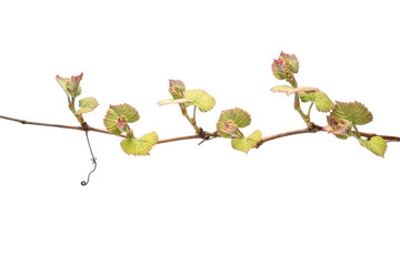 Isolated Grapevine after Bud Break