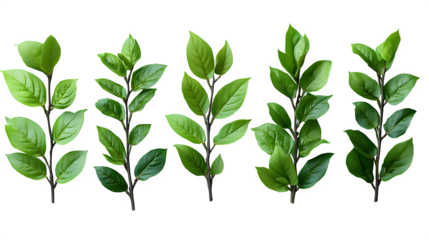 Fresh green twigs with leaves in various shapes, isolated on white background