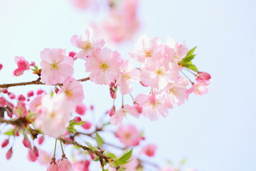 淡いピンクの思川桜のクローズアップ　青空背景