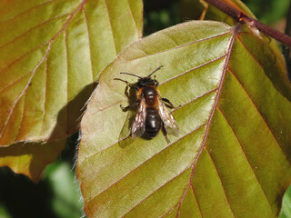 The chocolate mining bee (Andrena scotica), also known as hawthorn bee, female resting on a fresh beech leaves