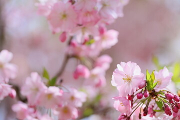 淡いピンクの思川桜のクローズアップ