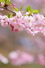 淡いピンクの思川桜のクローズアップ