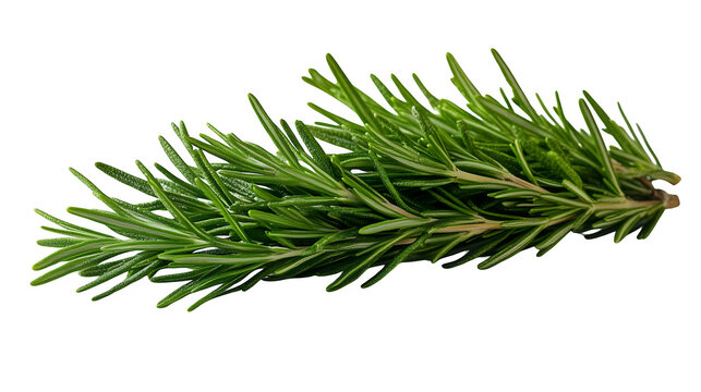Fresh rosemary sprig ideal for culinary use, isolated on white background