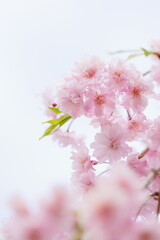 満開の八重紅枝垂れ桜のクローズアップ　空背景