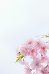 満開の八重紅枝垂れ桜のクローズアップ　空背景