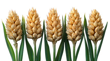Fresh wheat ears arranged for a natural food concept, isolated on white background