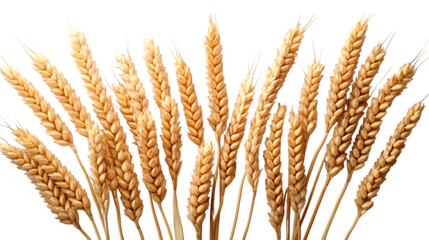 Fresh wheat ears arranged for a natural food concept, isolated on white background