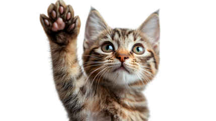 Friendly cat giving high five with raised paw, playful interaction isolated on white background