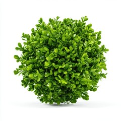 Obraz premium Green boxwood topiary ball isolated on white background photo