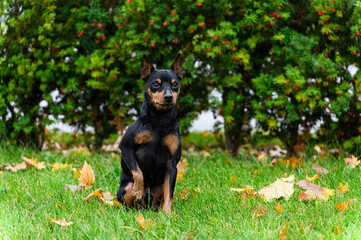 Alert black and tan miniature pinscher sitting on green grass.