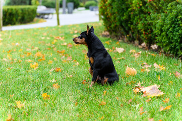 Black and tan miniature pinscher sitting on green grass outdoors.