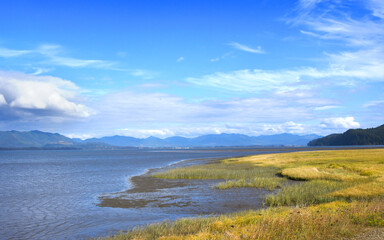 Colorful Grass Growing on Tidal Flats