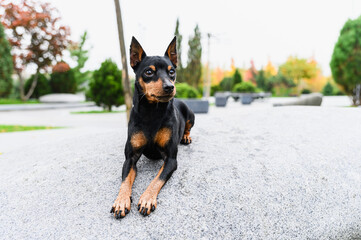 Miniature pinscher lying on stone surface in city park.