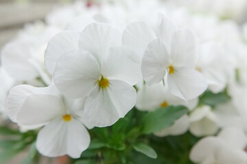 white magnolia flowers