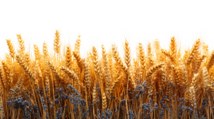 Golden wheat ears, isolated on white background