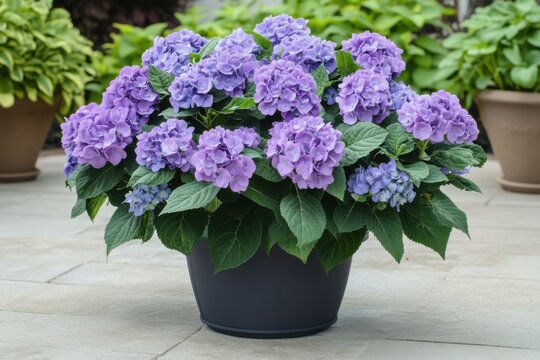 A large, potted hydrangea plant with vibrant purple blooms - Powered by Adobe