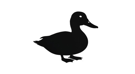 duck isolated on white
