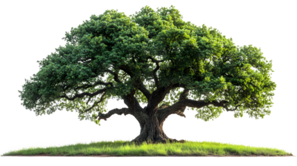Green oak tree with full leafy canopy, mature growth, isolated on white background