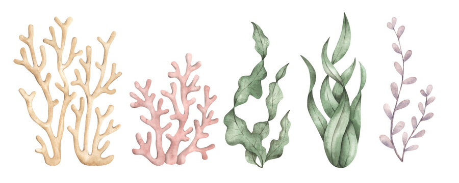 Under the sea. Watercolor hand-drawn clip art with colorful corals and seaweed. Animals and plants of the underwater world. Sea-themed celebration. Cute cartoon elements for kids.