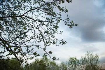 Beautiful sunset bright colorful storm clouds sky and small trees branches, blooming willow in spring silhouette background in evening at rural season field with no people. Natural colors.