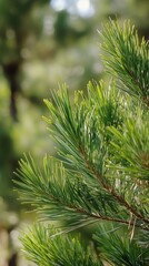 Close up of Green Pine Needles Showing Lush Growth in a Vibrant Forest Setting During Daylight Hours