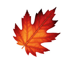 Fototapeta premium Autumn Red Maple Leaf Isolated on Transparent Background