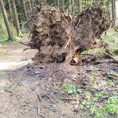 Windfall trunk of fallen pine tree with huge roots
