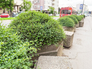 Obraz premium Concrete flower pots with round bushes lined along urban street sidewalk. Public greenery, city landscaping and urban plant care