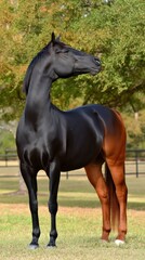 Fototapeta premium Majestic Black and Brown Horse Standing in a Lush Green Field
