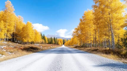 Fototapeta premium Autumnal paved road through golden aspen grove