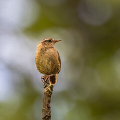 Wren. A small brown bird is perched on a tree branch