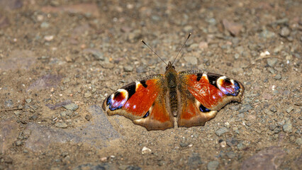 Peacock Butterfly. A small brown and orange butterfly is sitting on the ground
