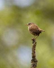 Wren. A small brown bird is perched on a tree branch